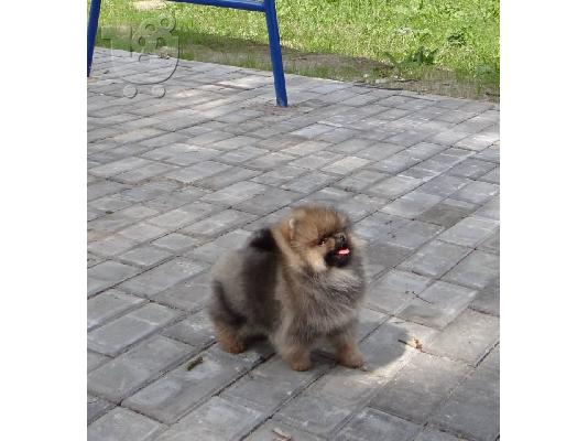PoulaTo: pomeranian boo