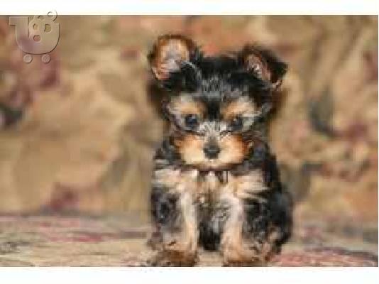 PoulaTo: Yorkshire Terrier ΓΙΟΡΚΣΑΙΡ ΤΕΡΙΕ..L.. Τεριέ Γιορκσάιρ
