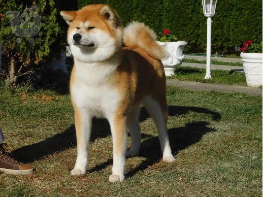 Ιαπωνικά κουτάβια akita