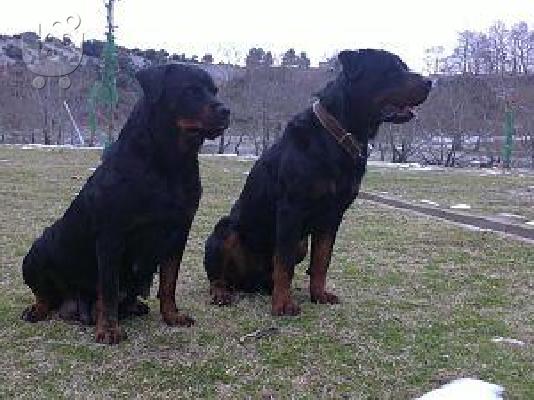 pwlountai rottweiler PROSFORA 270e