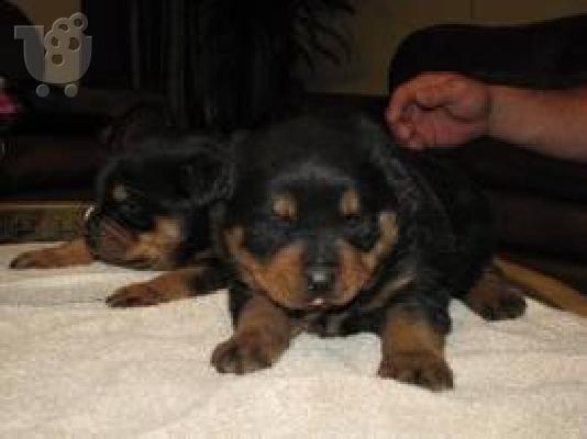 PoulaTo: rottweiler