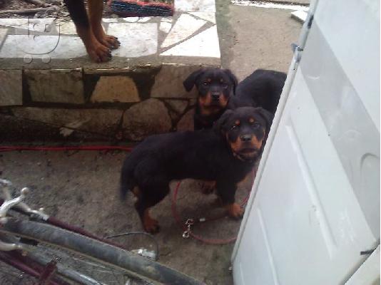 Rottweiler μεγαλόσωμα