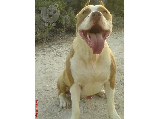 BLUE NOSE X RED NOSE CHOCOLATE KOYTABIA ΚΡΗΤΗ-ΑΘΗΝΑ-ΘΕΣΣΑΛΟΝΙΚΗ