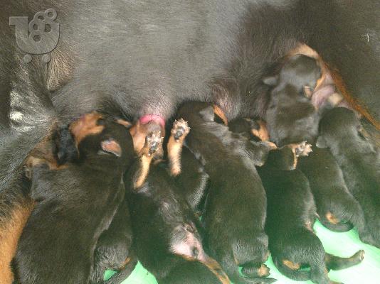 πωλουνται κουταβια rottweiler