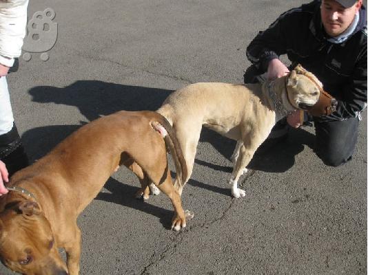 American pitbull terrier 