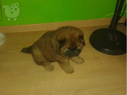 Πωλούνται καθαρόαιμα κουτάβια Chow Chow