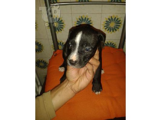 pit bull america staf blue/red nose
