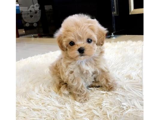 PoulaTo: ΚΑΛΥΤΕΡΑ ΔΙΑΘΕΣΙΜΕΝΑ ΚΟΥΤΑΒΙΑ MALTIPOO