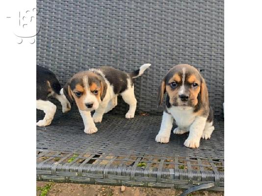 Εδώ παρουσιάζουμε τα υπέροχα κουτάβια Beagle μας έτοιμα...
