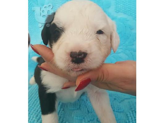 Χαριτωμένο και Lovely Bobtail κουτάβι για κάθε καλό και όμορφο οικογενειακό σπίτι....
