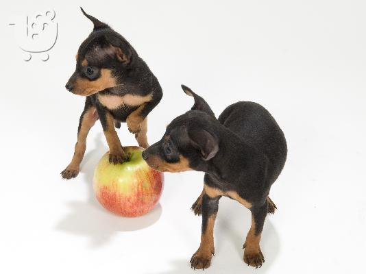 PINCHER TOY-EXTRA SMALL  1.800 GR
