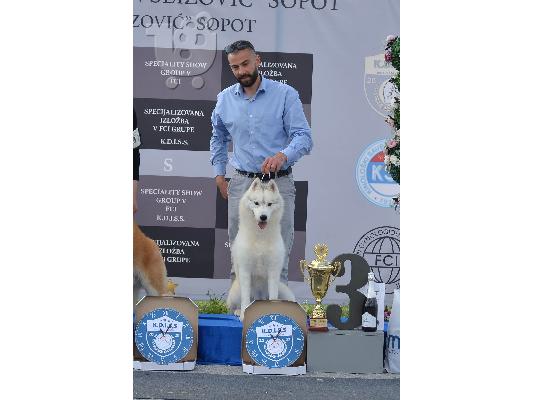 Σιβηρικό χάσκι αρσενικό προς πώληση