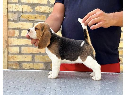 Κουτάβια Beagle από κορυφαίους γονείς