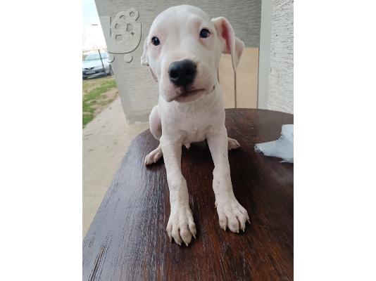Κουτάβια Dogo Argentino
