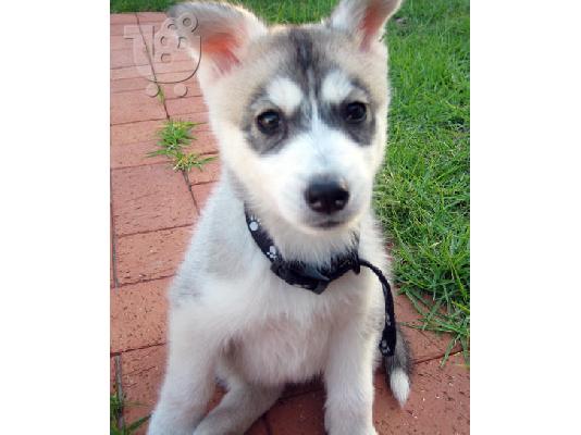 ALASKAN PUPPY για υιοθεσία