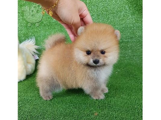 PoulaTo: Pomeranian mini