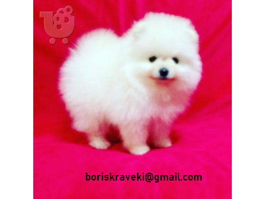 PoulaTo: Pomeranian Πωλείται