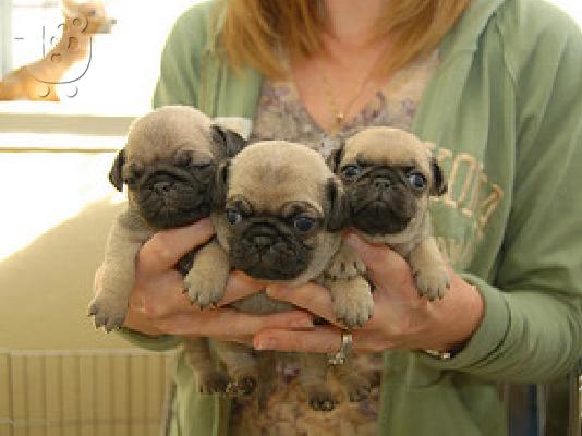 PoulaTo: Pug