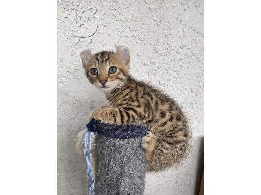 PoulaTo: Savannah Kittens