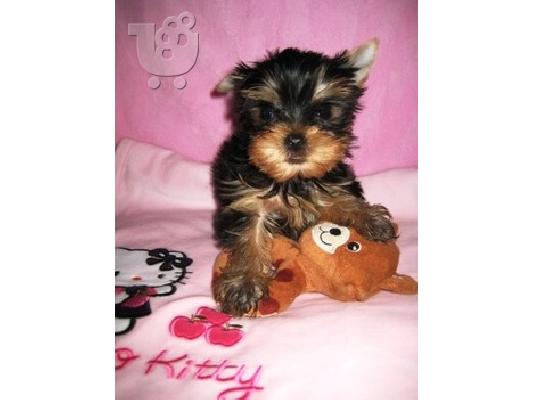 Καθαρόαιμα Yorkshire Terrier