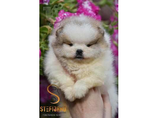Premium κουτάβια Pomeranian με εμφάνιση αρκούδας
