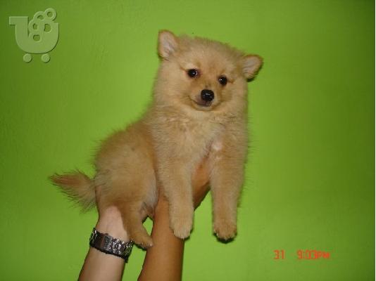 POMERANIAN Σκύλος Πομερανίας