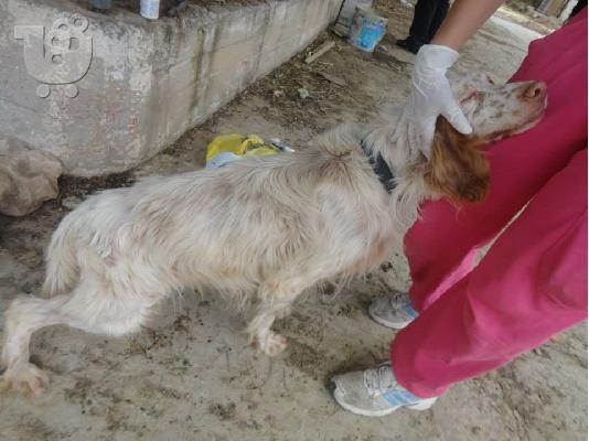 Έλμερ,Σέττερ προς υιοθεσία,Αρ.Πρωτ:4247/02