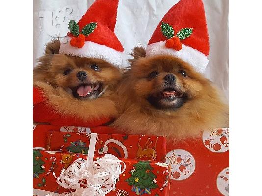 POMERANIAN για τα Χριστούγεννα και την Πρωτοχρονιά