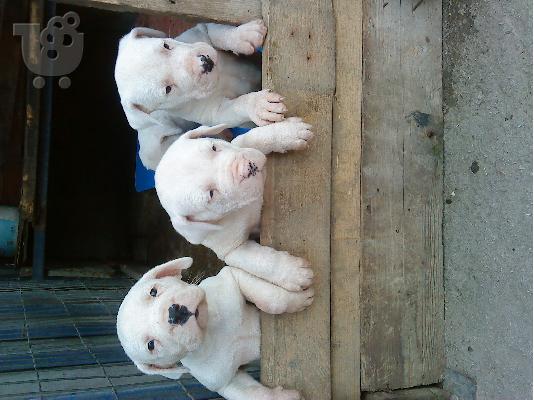PoulaTo: dogo argentino