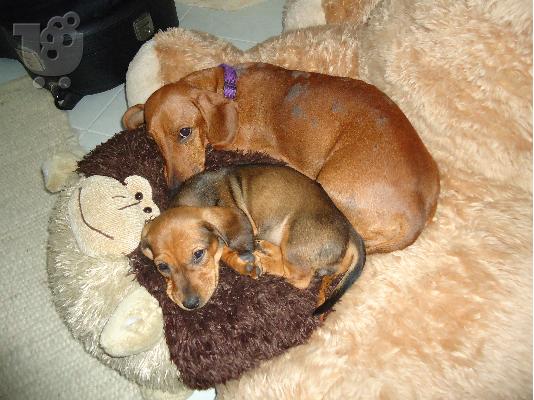 PoulaTo: dachshund dackel κουταβι Ντάτσχουντ