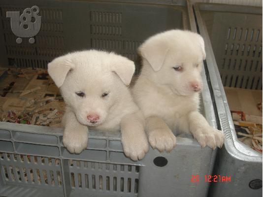 AKITA INU