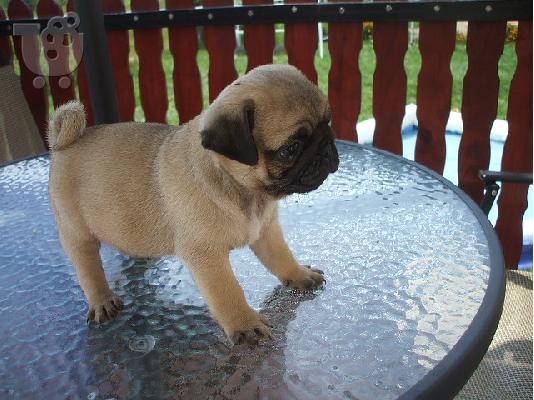 PoulaTo: Mops( Pug)