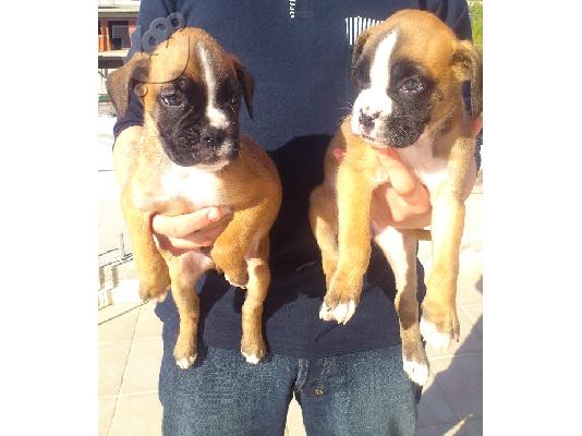 boxer