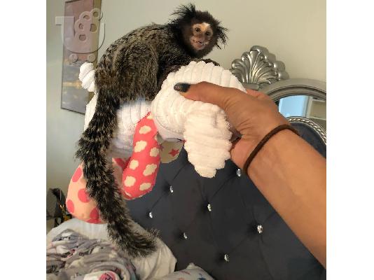 PoulaTo: Μικρή μαϊμού Marmoset