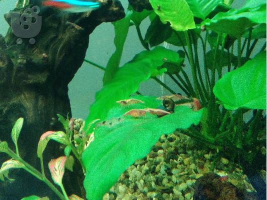 ΔΙΝΟΝΤΑΙ ΓΑΡΙΔΕΣ RED CHERRY ΚΑΙ Ramshorn Snails