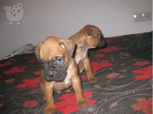 PoulaTo: boxer