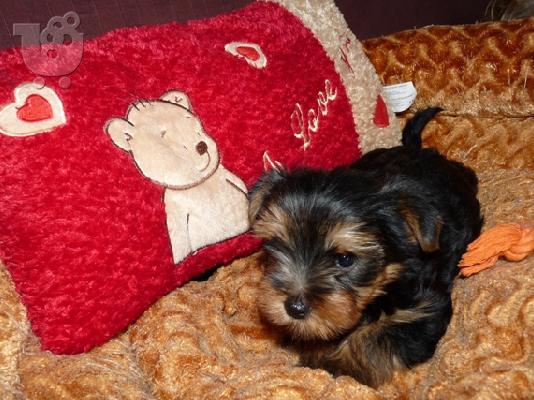 YORKSHIRE TERRIER 1 ΘΗΛΥΚΟ και 1 ΑΡΣΕΝΙΚΟ
