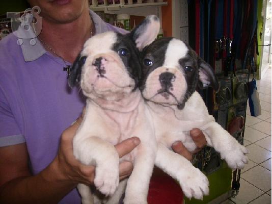 PoulaTo: FRENCH BULLDOG - ΓΑΛΛΙΚΟ ΜΠΟΥΛΝΤΟΓΚ Μπουλντόγκ