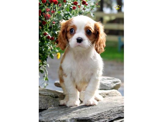 Φοβερό Cavalier King Charles
