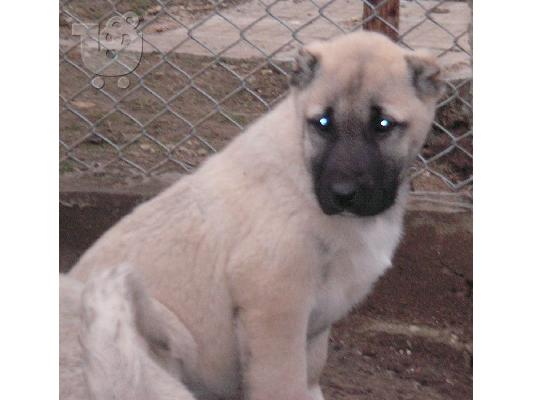 Τουρκικά kangal