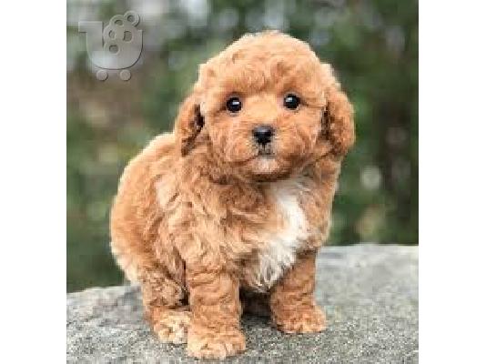 PoulaTo: Διαθέσιμα κουτάβια παιχνιδιών Poodle