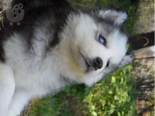 Seberian Husky     Χασκι Σιβιριανα καθαροαιμα κουταβια