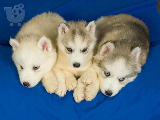 PoulaTo: husky-ΔΩΡΟ ΓΙΑ ΠΡΩΤΟΧΡΟΝΙΑ