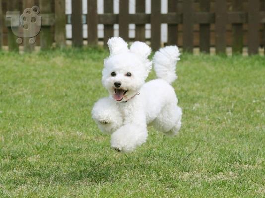 Καθαρόαιμα κουτάβια Toy Poodle