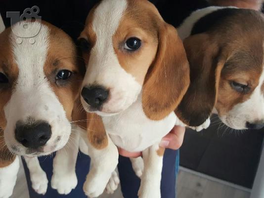 PoulaTo: Adorable beagle puppies