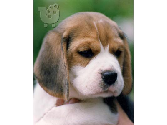 Beagle αρσενικά και θηλυκά κουτάβια διαθέσιμα σήμερα...