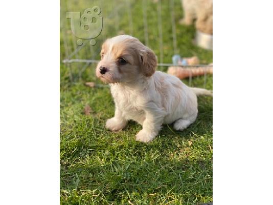 Διαθέσιμα χαριτωμένα κουτάβια Cavachon.