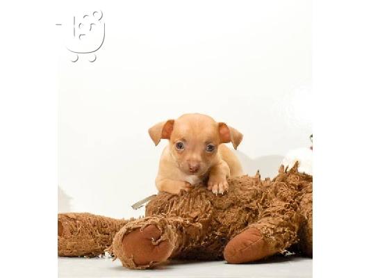 PoulaTo: chihuahua