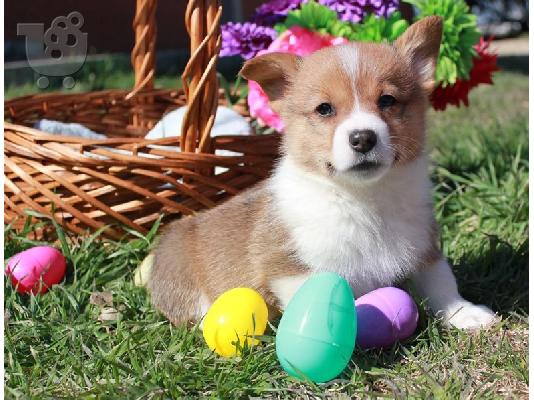 PoulaTo: Κουτάβια Pembroke Corgi
