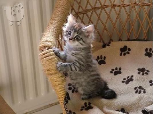 PoulaTo: Maine Coon γατάκια Ψάχνετε για νέες κατοικίες (Maine Coon)